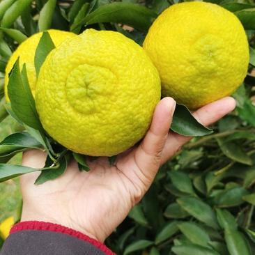 黃金貢柚產(chǎn)地直供 湖南懷化芷江2.80元/斤的甜蜜商機(jī)
