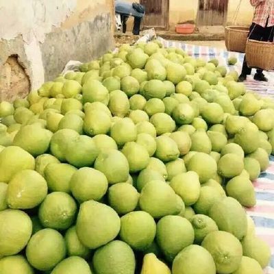 3斤以上柚子供應(yīng)與批發(fā)指南 品質(zhì)優(yōu)選，渠道直通